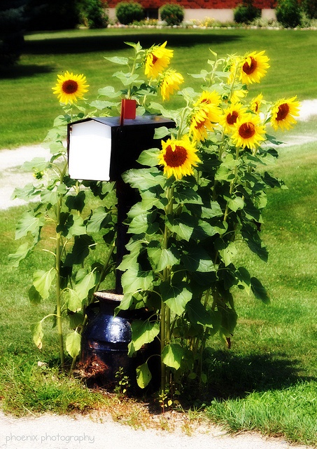 sunflowermailbox